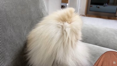 一応お尻のニオイを確認