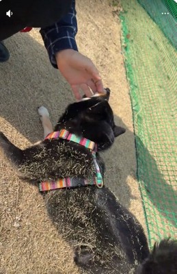 フセしてじゃれる音色ちゃん