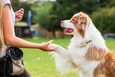 トレーニングをする犬