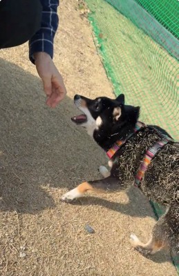 芝草まみれの音色ちゃん