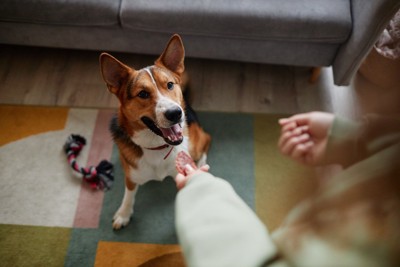 犬と遊ぶ女性