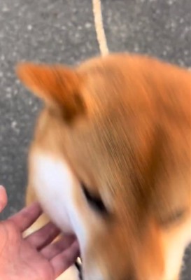 アップの犬