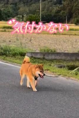 歩く犬2