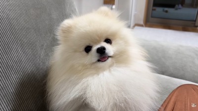 「オナラした？」「え、なんのこと？」