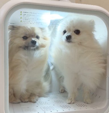 可愛すぎる
