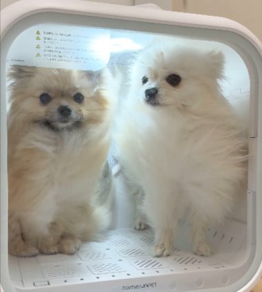 ポメ