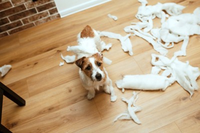 ボロボロにした犬