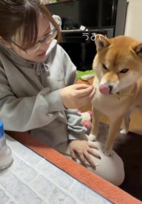 舌をペロッと出す犬