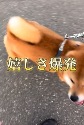 喜ぶ犬2