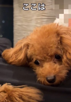 後輩犬を睨みつける雲ちゃん