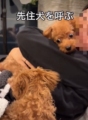 雲ちゃんを抱っこしてみたら？
