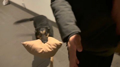 クッションをくわえてウロチョロ♪