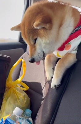 眠たそうなむぎさん