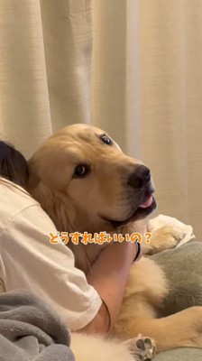 助けを求めるように飼い主に視線を送る犬