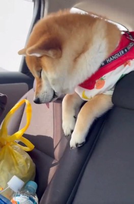 舌が出てるむぎさん