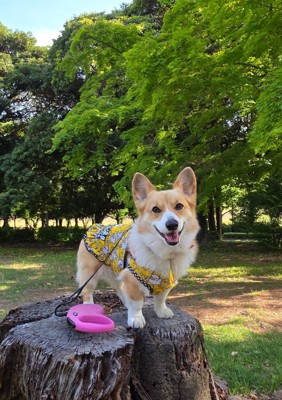 公園