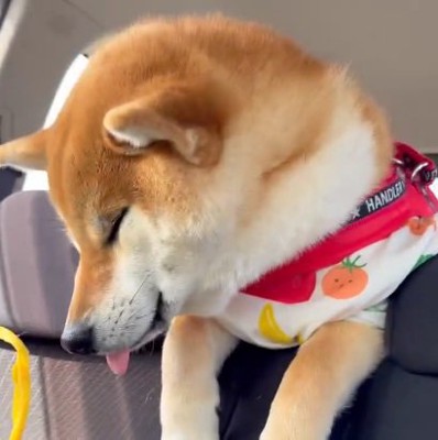 アップのむぎさん
