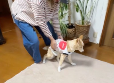 飼い主に抱っこをされて、おじいちゃんの家の床に下ろされる犬