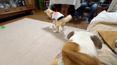 床の上を歩き回る犬
