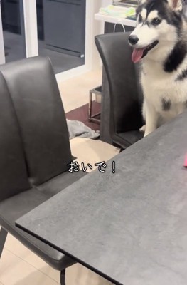 やってきたパパ