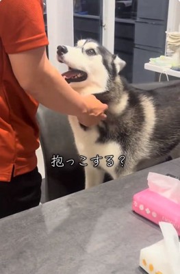 パパをみるニーナちゃん
