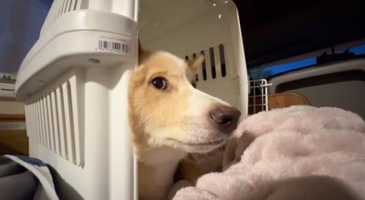 ケージの中に寝転がる犬