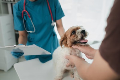 診察中の犬