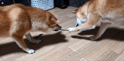 引っ張り続ける2匹