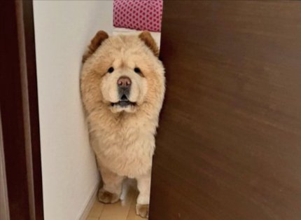 どうしよう