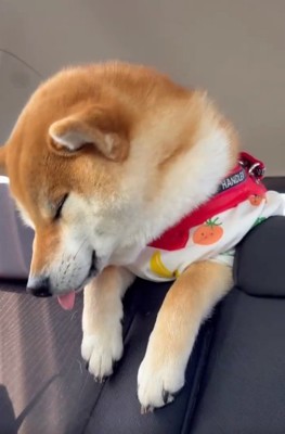 爆睡のむぎさん