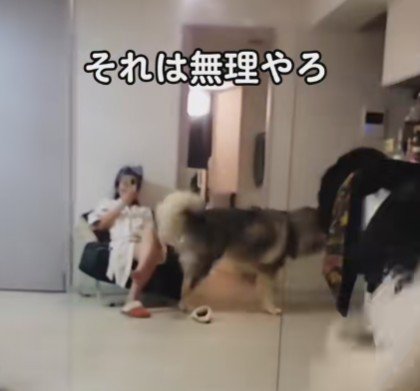 「なんか違う…」