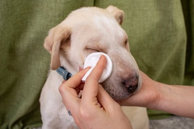 目の周りを拭いてもらう子犬