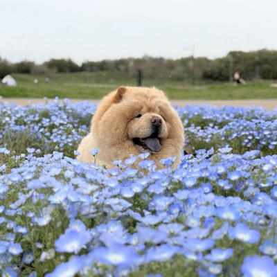 ニコニコ