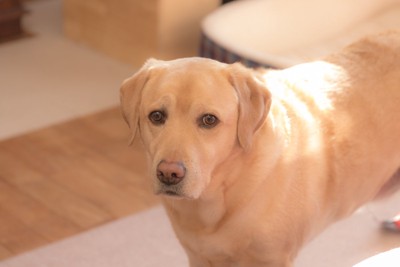 不安そうにこちらを見つめる大型犬