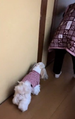 おばあちゃんの後を追う小梅ちゃん