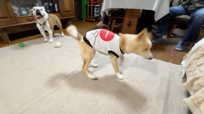 おじいちゃんの声を聞いて足踏みをする犬