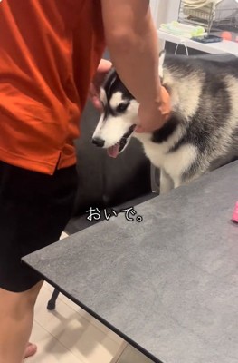 パパのそばへいくニーナちゃん