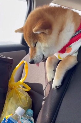 後部座席で眠るむぎさん