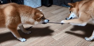 ゴムに手をかけるばくさん
