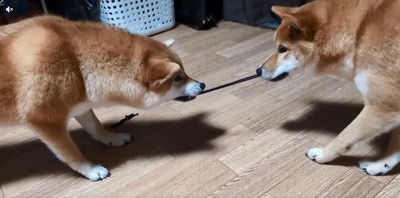 引っ張りっこする2匹