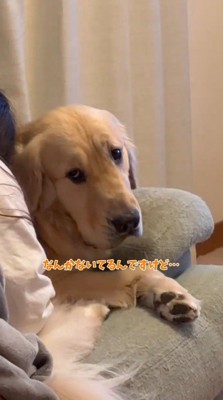女性に泣きつかれる犬