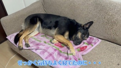 維桜ちゃんも起きてしまいました