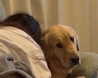 犬を抱きしめながら泣く女性