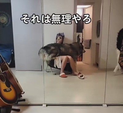 大きなわんこ！！