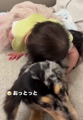 わんこと触れ合いたい