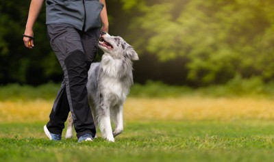 トレーニングする犬