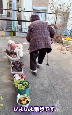 散歩に出た小梅ちゃん