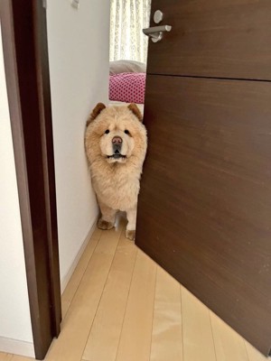 シンデレラ