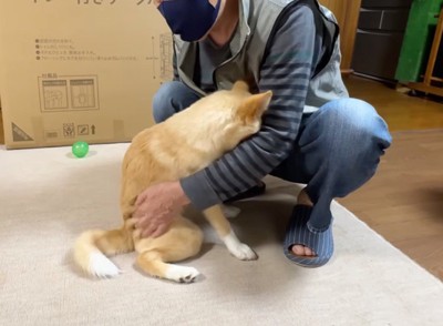 おじいちゃんの足の間に顔を埋める犬