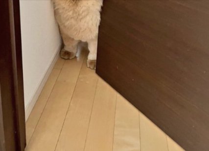 オットセイ